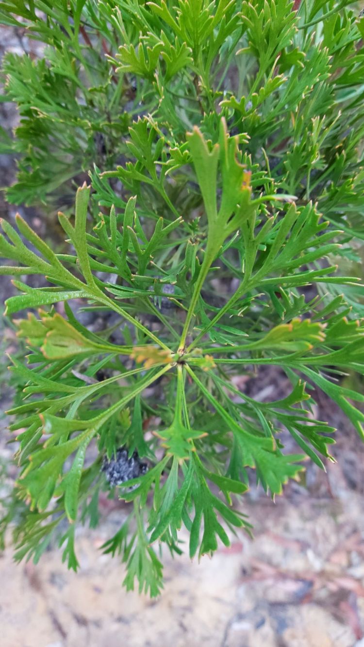 Isopogon anemonifolius leaves
